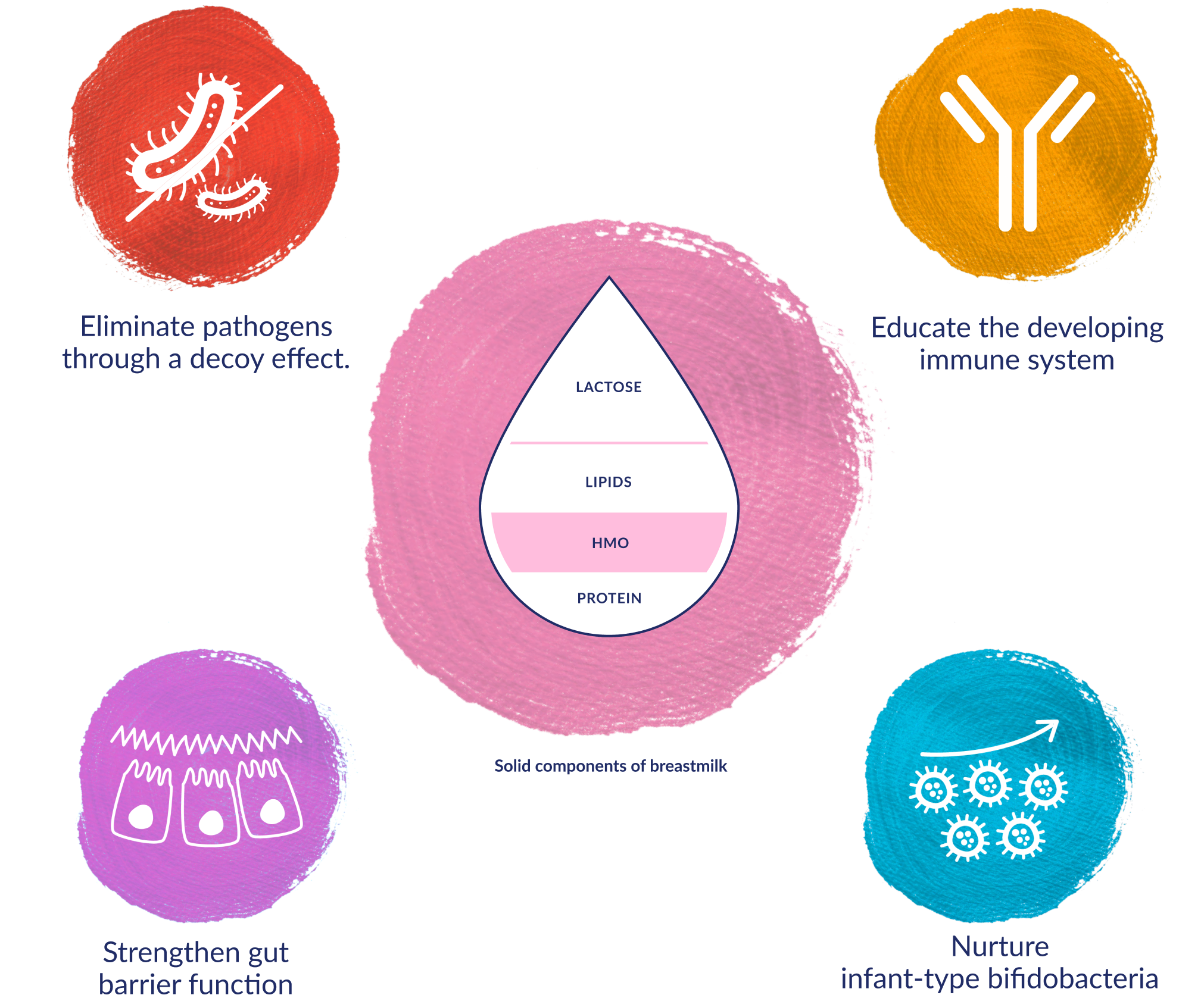 HMO benefits in breastmilk: Eliminate pathogens through a decoy effect; Educate the developing immune system; Strengthen gut barrier function; and Nurture infant-type bifidobacteria.