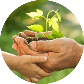 Plant on both hands together symbolizing sustainability for the planet.